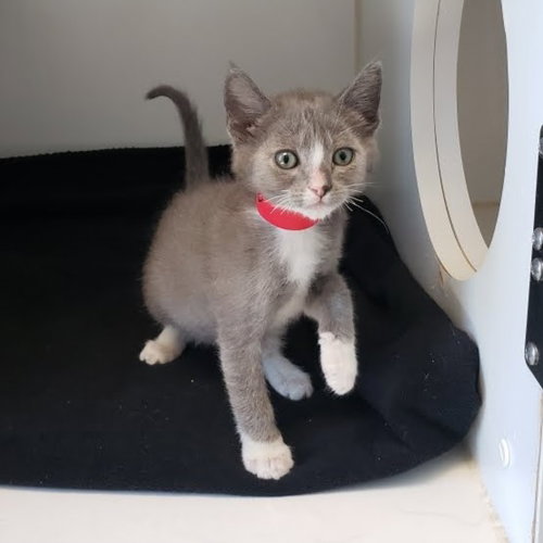 Milo (bonded w/ Rocky)
