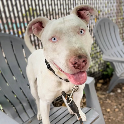 Bennie, an adoptable American Pit Bull Terrier in Oakland, CA