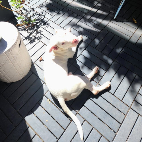 Bennie photo 5