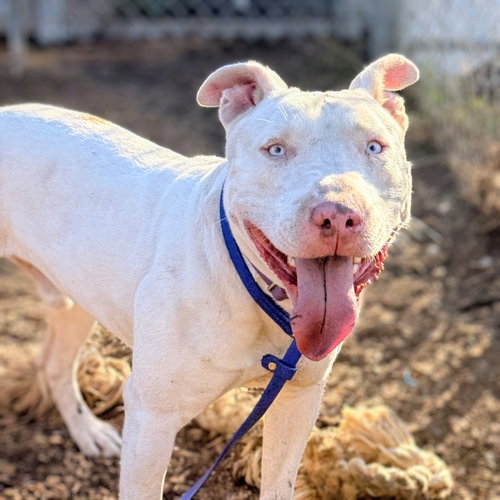 Bennie, a dog for adoption from Oakland Animal Services