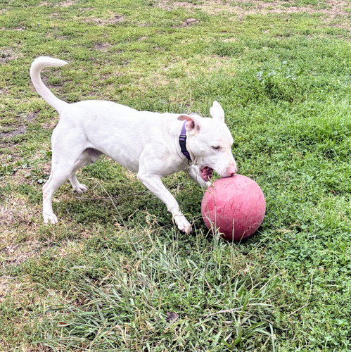 Photo 4 of Bennie