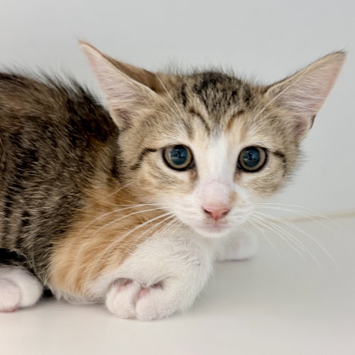 Ruby (bonded w/ Max), Baby Domestic Short Hair / Mixed (short coat), cat for adoption in Petaluma, California