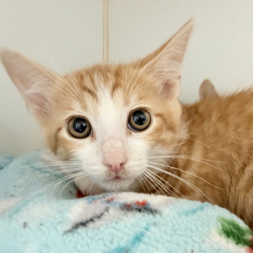 Max (bonded w/ Ruby), Baby Domestic Short Hair / Mixed (short coat), cat for adoption in Petaluma, California