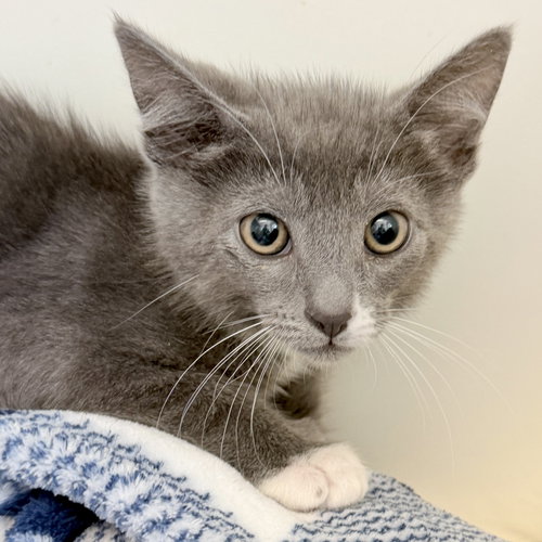 Paws, Baby Domestic Short Hair / Mixed (short coat), cat for adoption in Vallejo, California