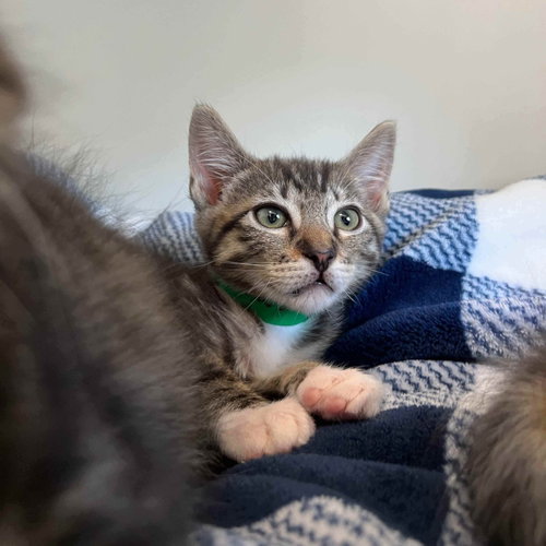 Rumbles, Baby Domestic Short Hair / Mixed, cat for adoption in Vallejo, California
