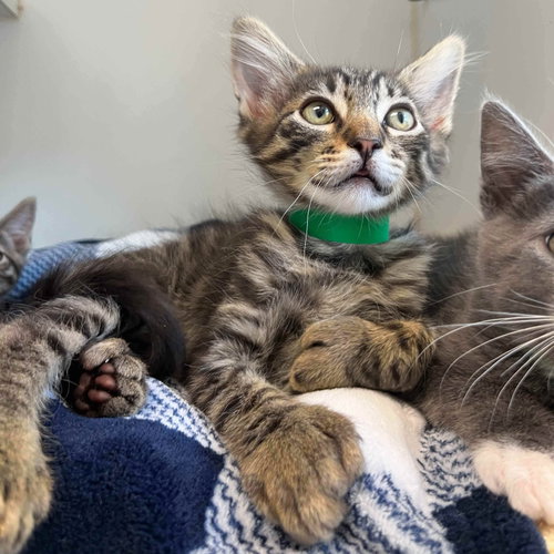 Shadows, Baby Domestic Short Hair / Mixed, cat for adoption in Vallejo, California