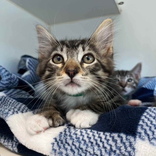 Shy Girl, Baby Domestic Short Hair / Mixed, cat for adoption in Vallejo, California