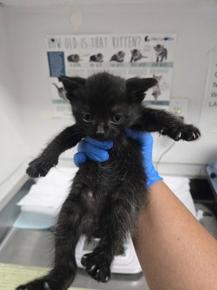 Lemon, Baby Domestic Short Hair / Mixed, cat for adoption in Danville, California