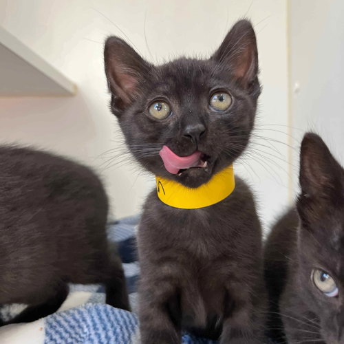 Lemon, Baby Domestic Short Hair / Mixed (short coat), cat for adoption in Petaluma, California