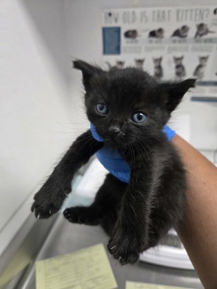 Oakley, Baby Domestic Short Hair / Mixed, cat for adoption in Danville, California