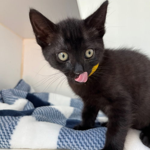 Oakley, Baby Domestic Short Hair / Mixed, cat for adoption in Vallejo, California