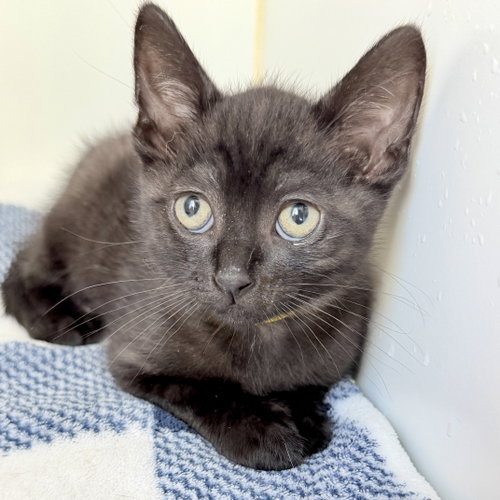 Oakley, Baby Domestic Short Hair / Mixed, cat for adoption in Petaluma, California