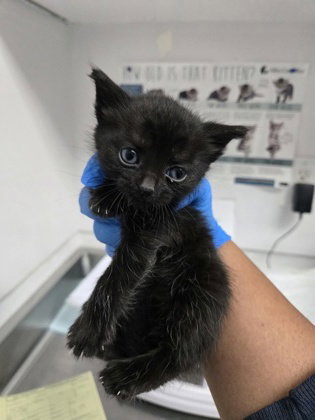 Avalon, Baby Domestic Short Hair / Mixed, cat for adoption in Danville, California
