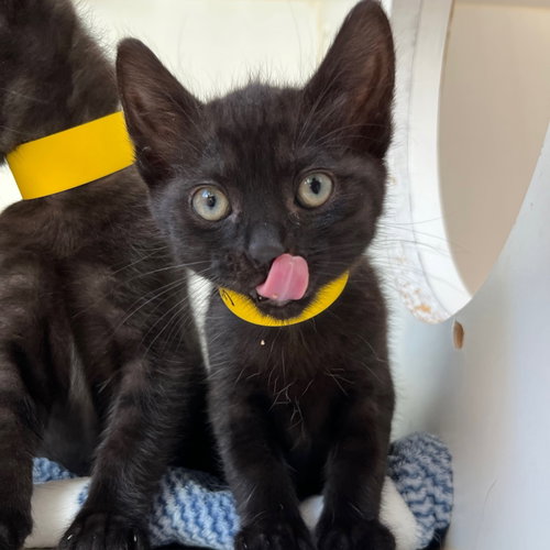 Avalon, Baby Domestic Short Hair / Mixed, cat for adoption in Vallejo, California