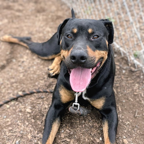 Pendleton, an adoptable Rottweiler in Oakland, CA