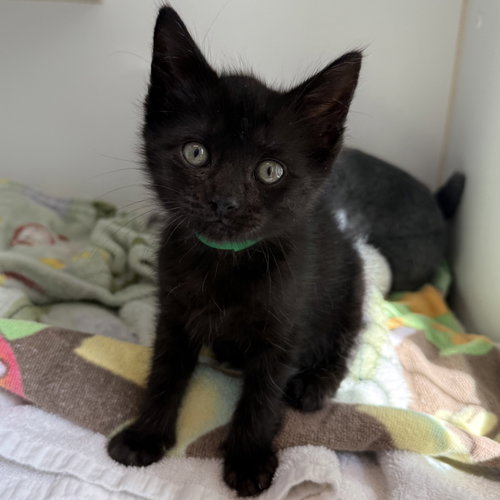 Merlin (bonded w/ Remi)