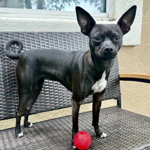 Avery, an adoptable Chihuahua in Oakland, CA