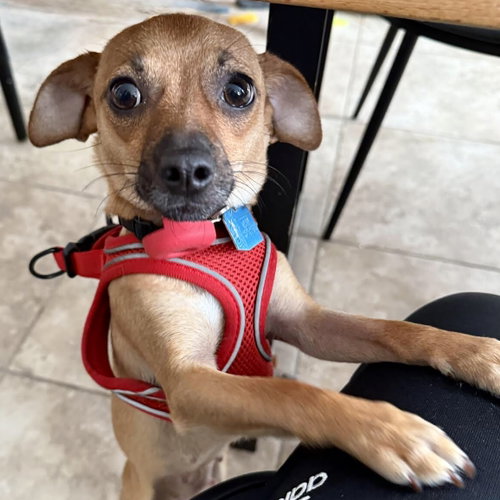Ursula, an adoptable Chihuahua in Oakland, CA