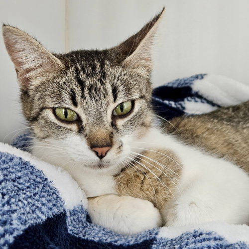Lavender, Young Domestic Short Hair / Mixed (short coat), cat for adoption in Danville, California