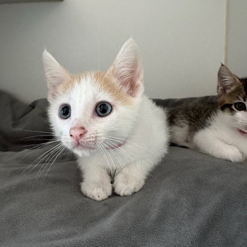 Bunny (bonded w/ Eeyore), Baby Domestic Short Hair / Mixed, cat for adoption in Concord, California
