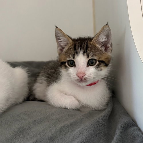 Eeyore (bonded w/ Bunny)