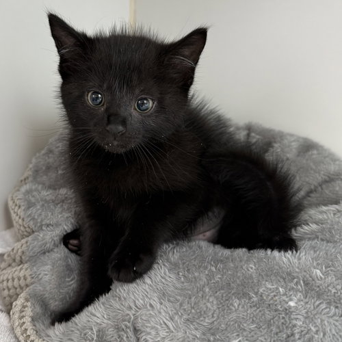 Thistle (bonded w/ Bramble), Baby Domestic Short Hair / Mixed, cat for adoption in Union City, California