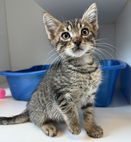 Bramble (bonded w/ Thistle), Baby Domestic Short Hair / Mixed, cat for adoption in Union City, California