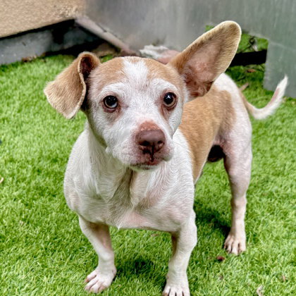 Edward, an adoptable Chihuahua in Oakland, CA