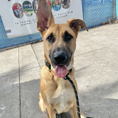 Tempo, a dog for adoption from Oakland Animal Services