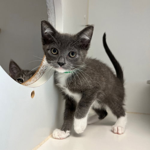 Miles, Baby Domestic Short Hair / Mixed (short coat), cat for adoption in Vallejo, California