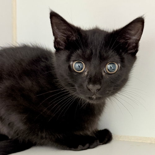 Laura, Baby Domestic Short Hair / Mixed (short coat), cat for adoption in Vallejo, California