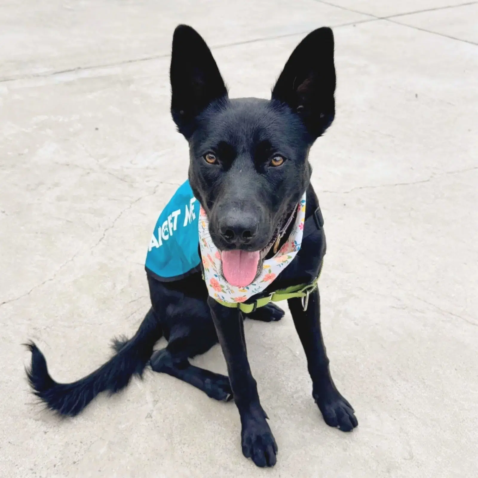 Landon - German Shepherd Dog