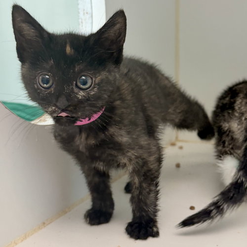 Ginny (bonded w/ Kiwi)