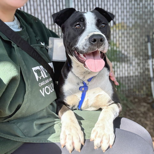 Gerbera, an adoptable American Pit Bull Terrier in Oakland, CA