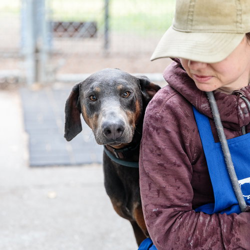 Hoffbrau, an adoptable Doberman Pinscher in Oakland, CA