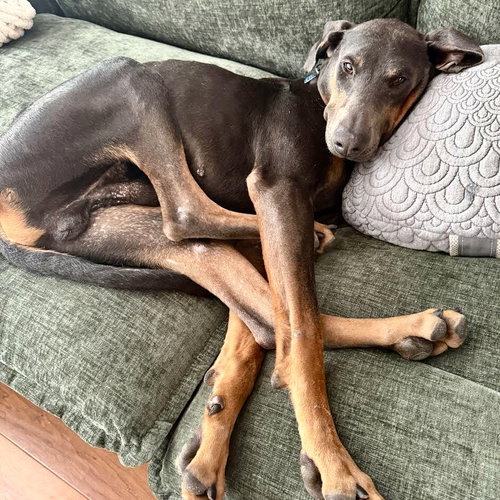 Hoffbrau, an adoptable Doberman Pinscher in Oakland, CA