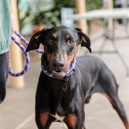 Lennox, an adoptable Doberman Pinscher in Oakland, CA