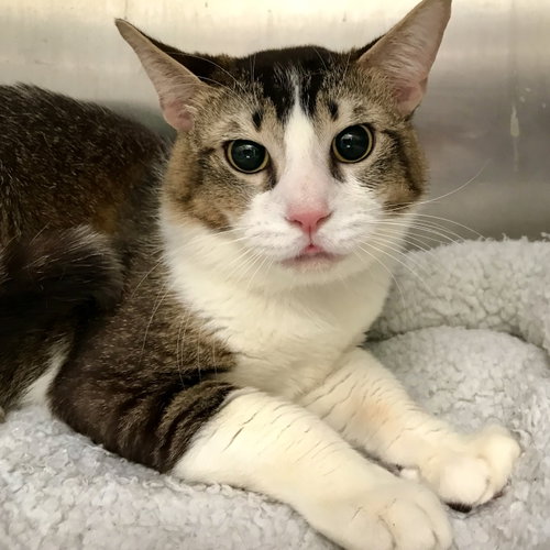 Mackerel, Young Domestic Short Hair / Mixed (short coat), cat for adoption in Fairfield, California