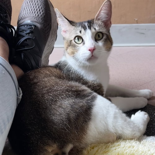 Mackerel, Young Domestic Short Hair / Mixed (short coat), cat for adoption in Pittsburg, California