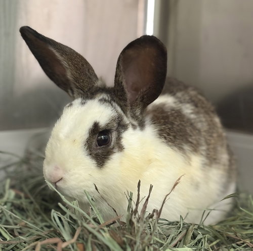 Oscar