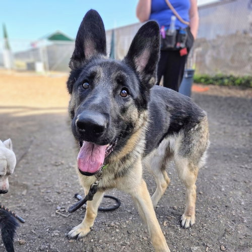 Kip, an adoptable German Shepherd Dog in Oakland, CA