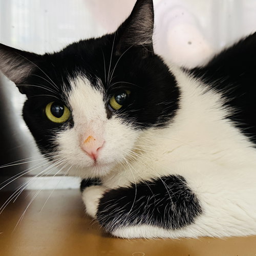 Flounder (bonded w/ Trout), an adoptable Domestic Short Hair in Oakland, CA