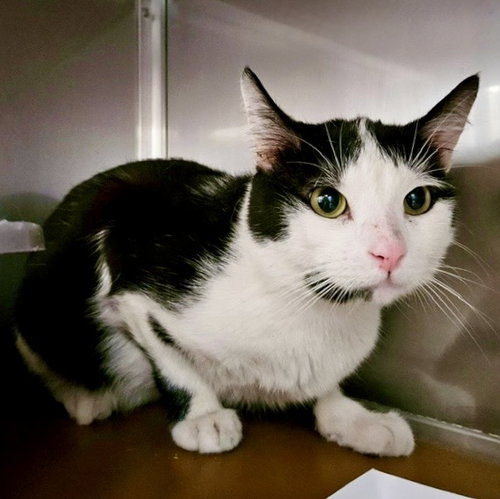 Trout (bonded w/Flounder), an adoptable Domestic Short Hair in Oakland, CA