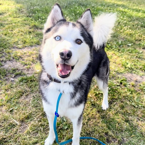 Tony, an adoptable Siberian Husky in Oakland, CA