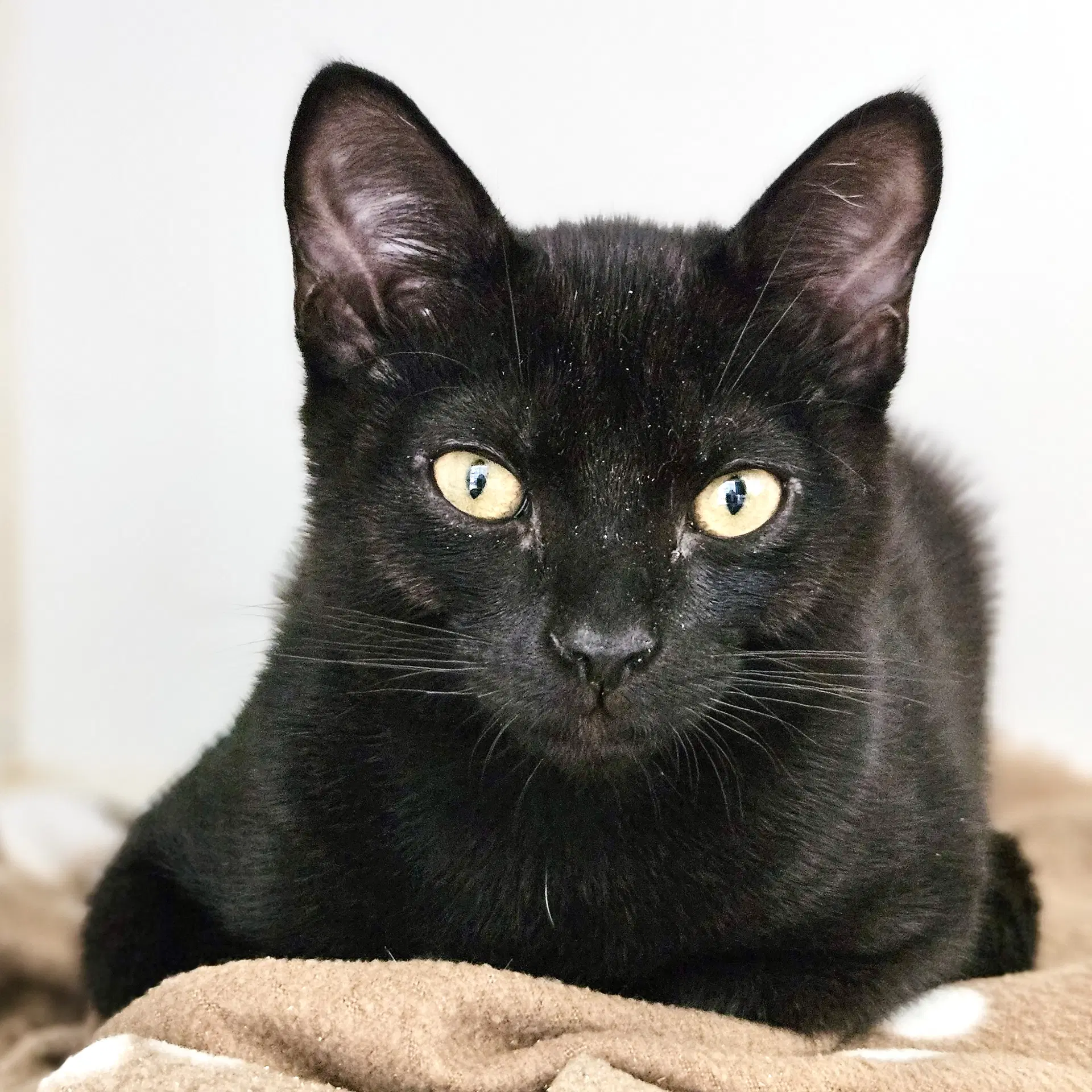 Cloudy Bonded With Stormy - Domestic Short Hair