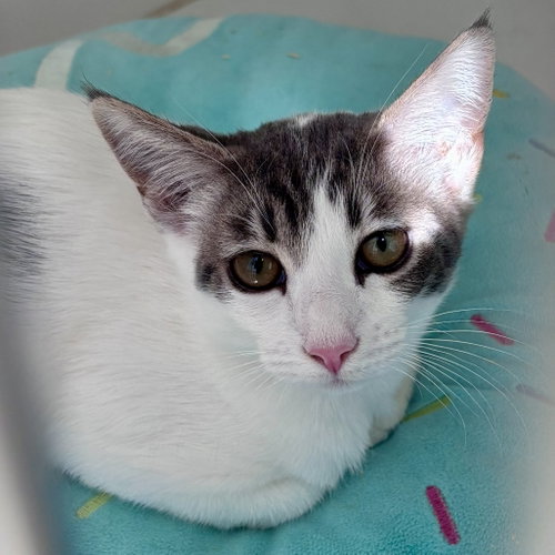 Jimin (bonded w/ J-Hope), Baby Domestic Short Hair / Mixed (short coat), cat for adoption in San Rafael, California