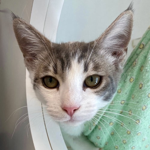 Jimin (bonded w/ J-Hope), Baby Domestic Short Hair / Mixed (short coat), cat for adoption in San Bruno, California