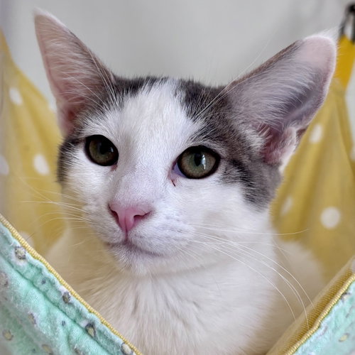 J-Hope (bonded w/ Jimin), Baby Domestic Short Hair / Mixed (short coat), cat for adoption in San Rafael, California