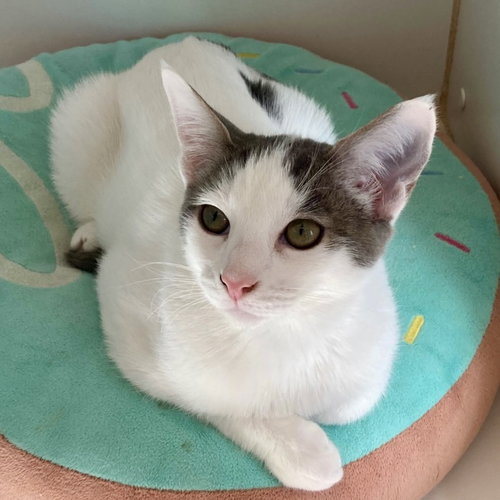 J-Hope (bonded w/ Jimin), Baby Domestic Short Hair / Mixed (short coat), cat for adoption in San Bruno, California