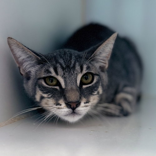 Maui (bonded w/ Moana), an adoptable Domestic Short Hair in Oakland, CA